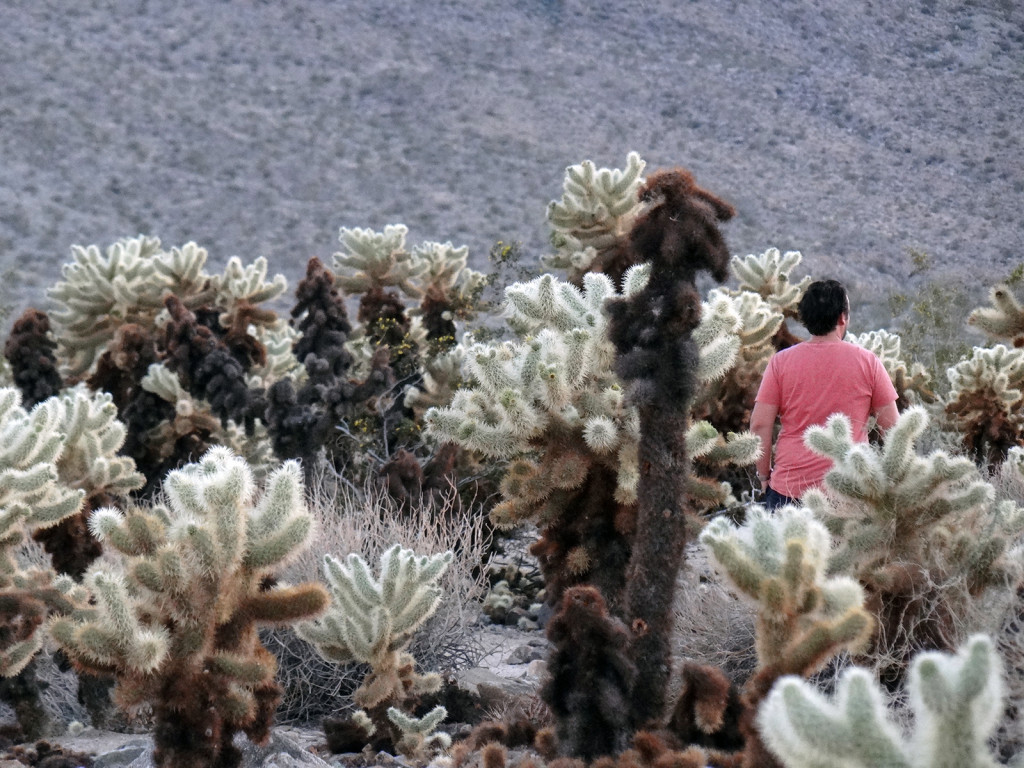 Walking between the cactuses